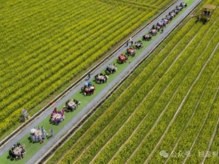 花海擂茶宴